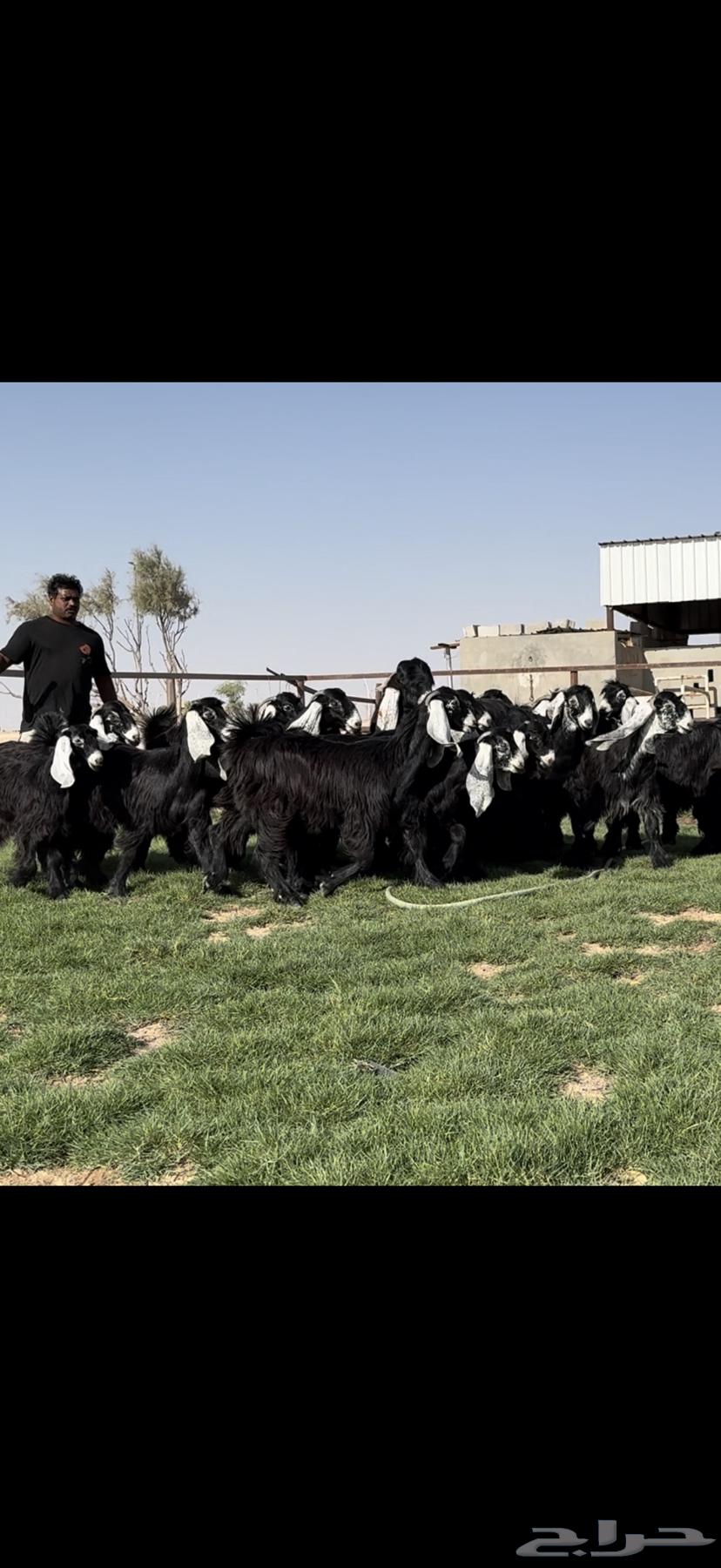 جذعات عوارض فااخره مميزه بالجروم الطيبه64417644921347113