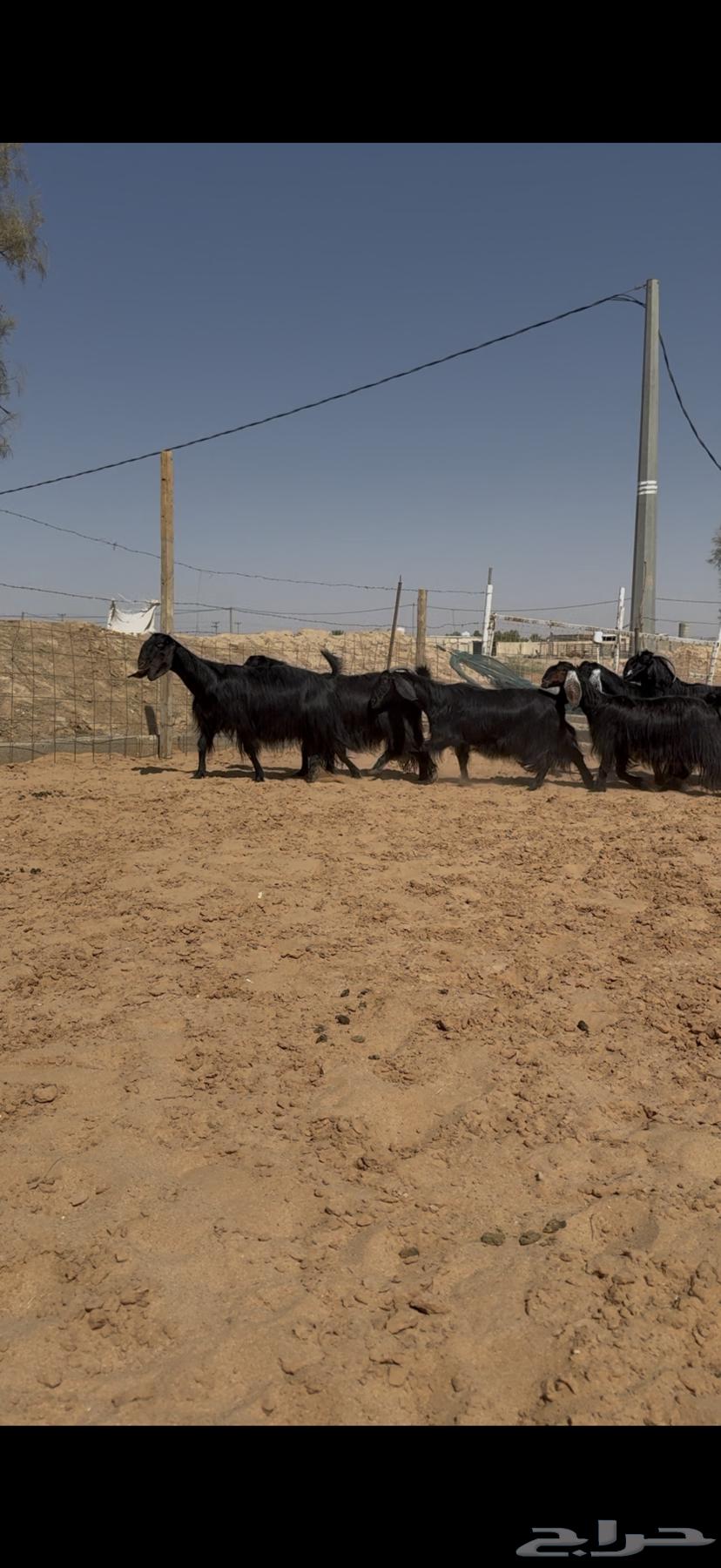 نادرة ماعز مصري دفيع ووصول64414980703105111