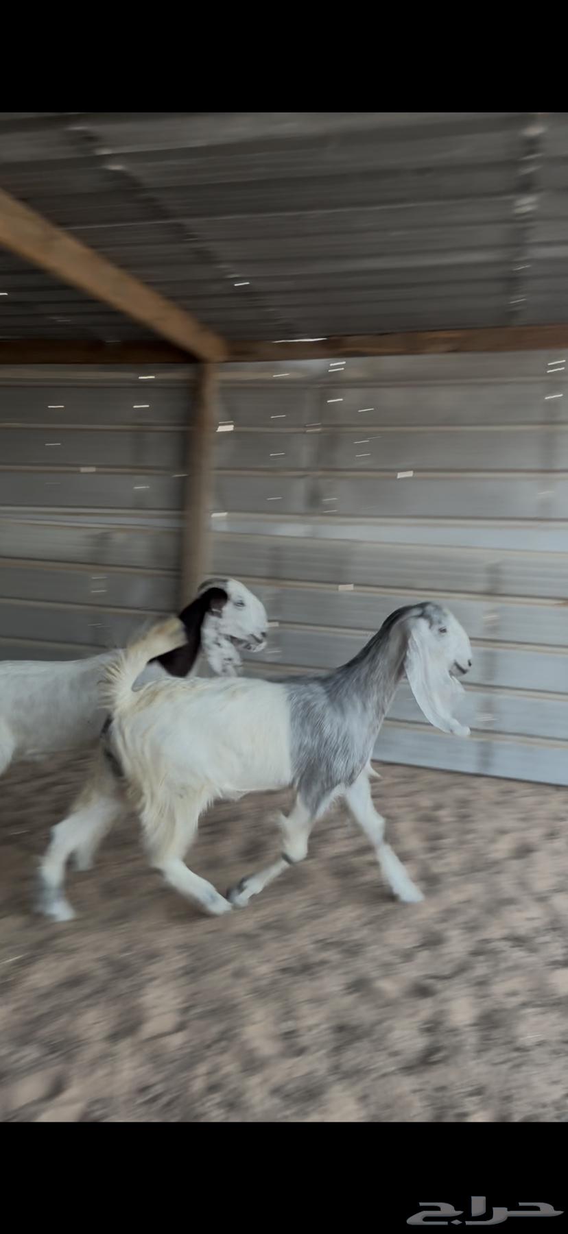 جفرات للبيع مع الصلخ والتوصيل64417346257795114