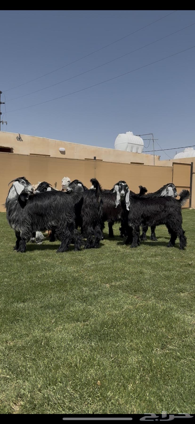 جذعات عوارض خصم من مراح معروف64414210562434114