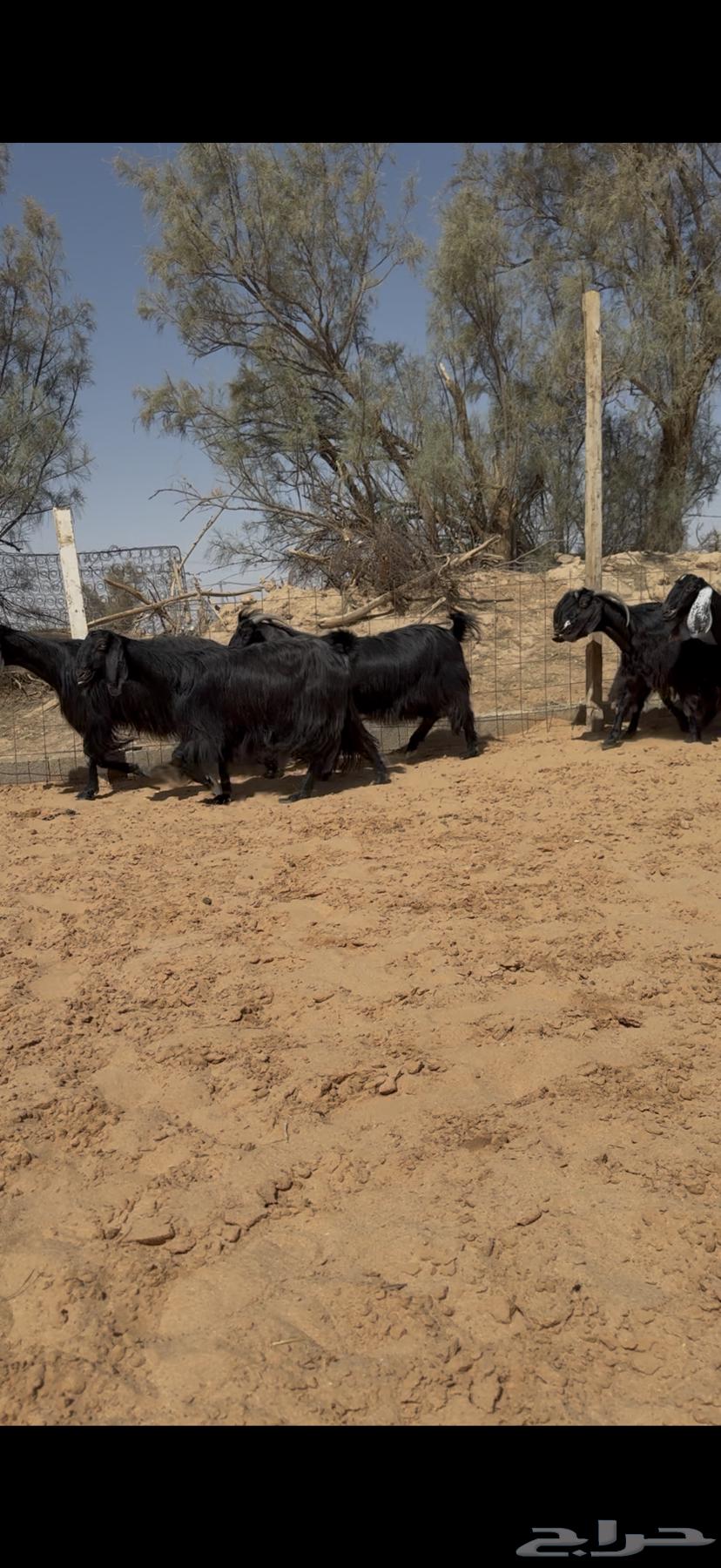 نادرة ماعز مصري دفيع ووصول64414980703105113