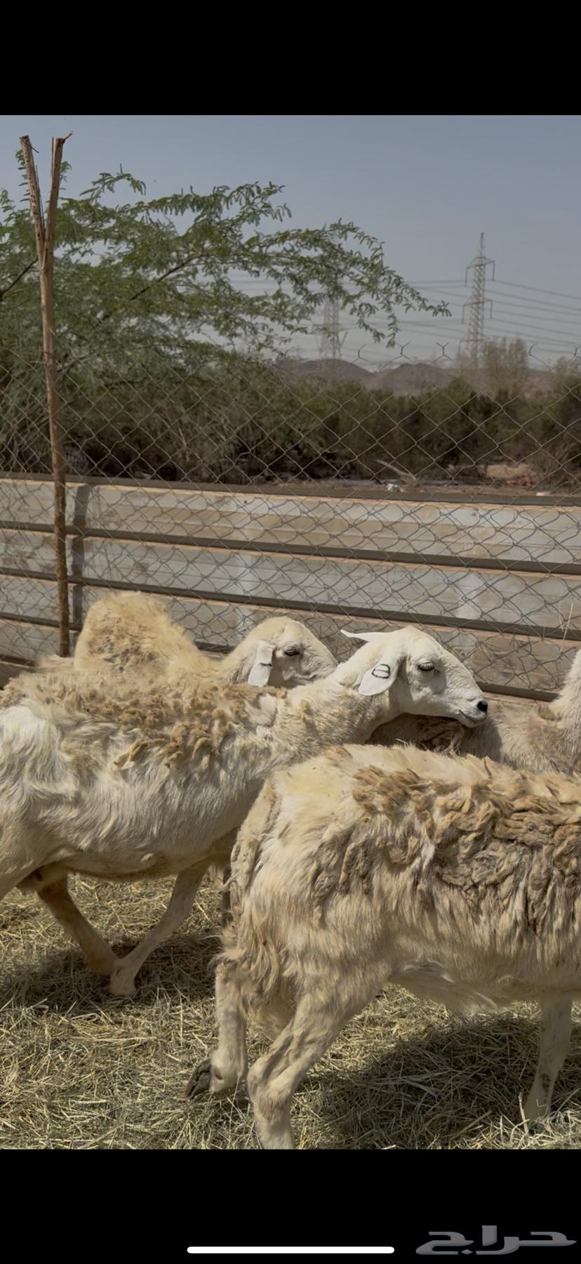 5 healthy free-range sheep at a good price for 680, cash paid (( Sold ))64413423008897110