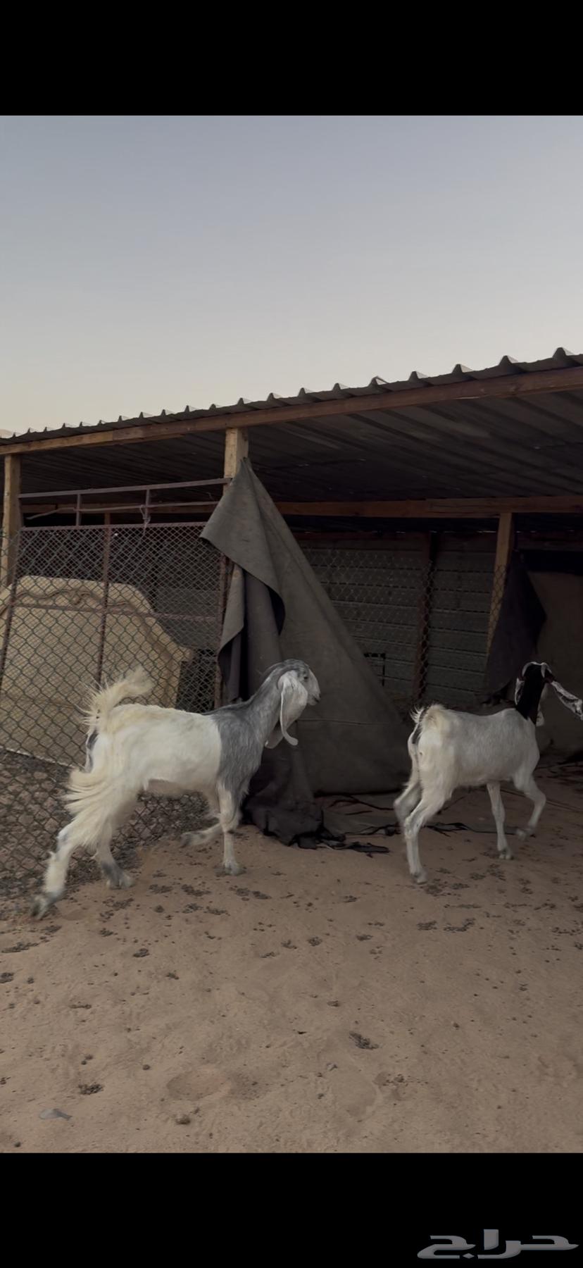 جفرات للبيع مع الصلخ والتوصيل64417346257795113