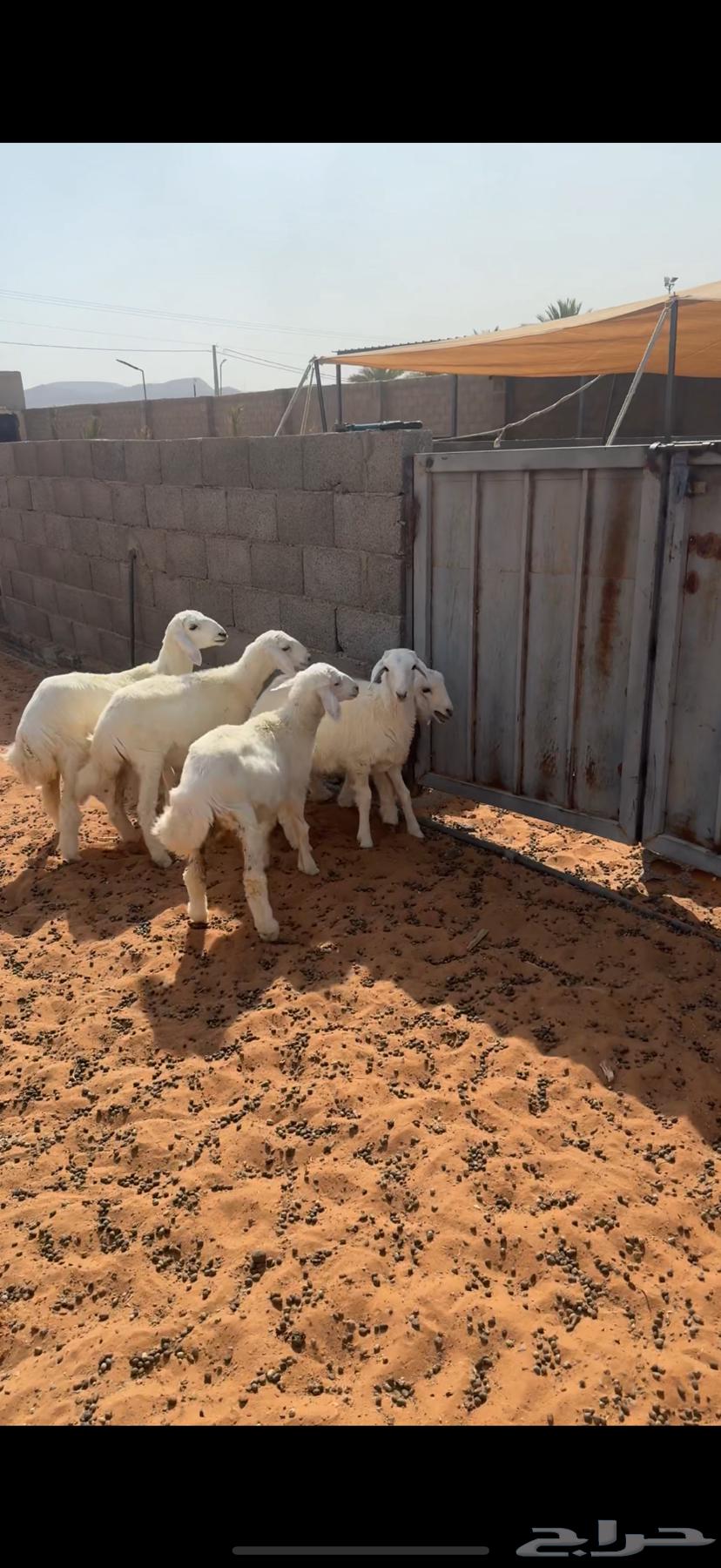 للبيع غنم حرية64415518531329114