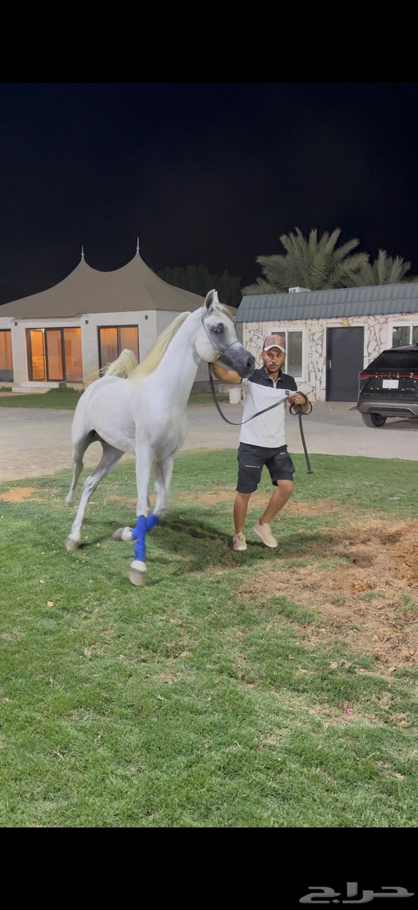 حصان ولد الاكساندر64416901866369112