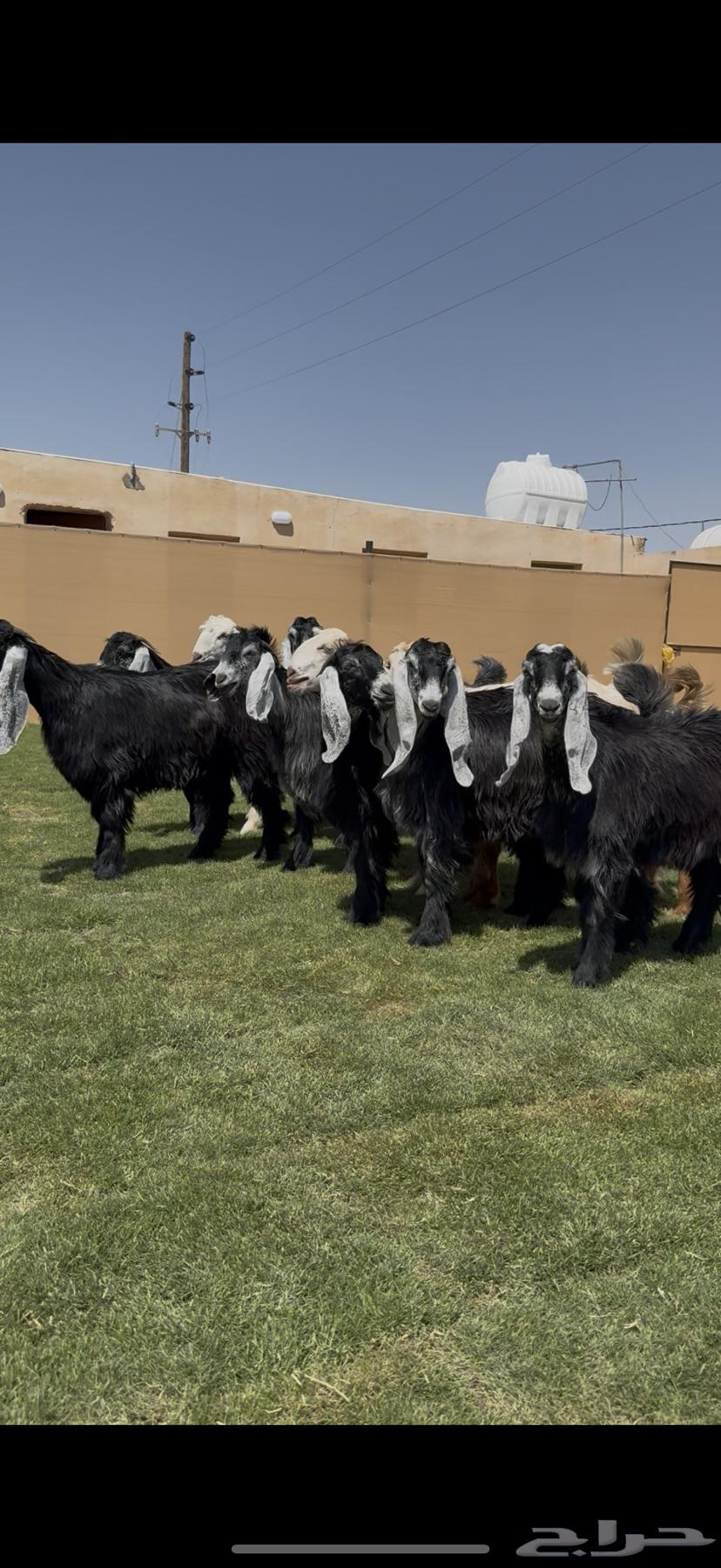 جذعات عوارض خصم من مراح معروف64414210562434111