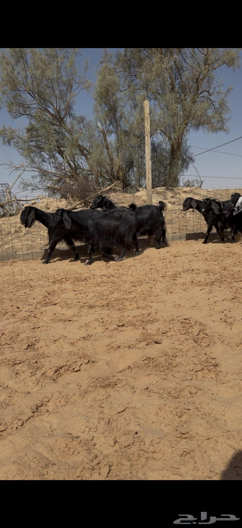 نادرة ماعز مصري دفيع ووصول64414980703105114