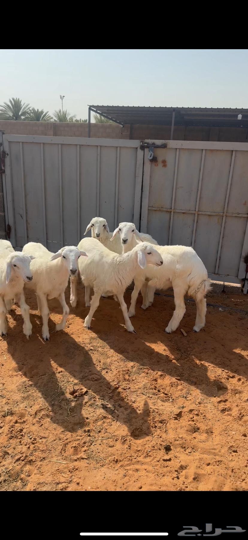 للبيع غنم حرية64415518531329110