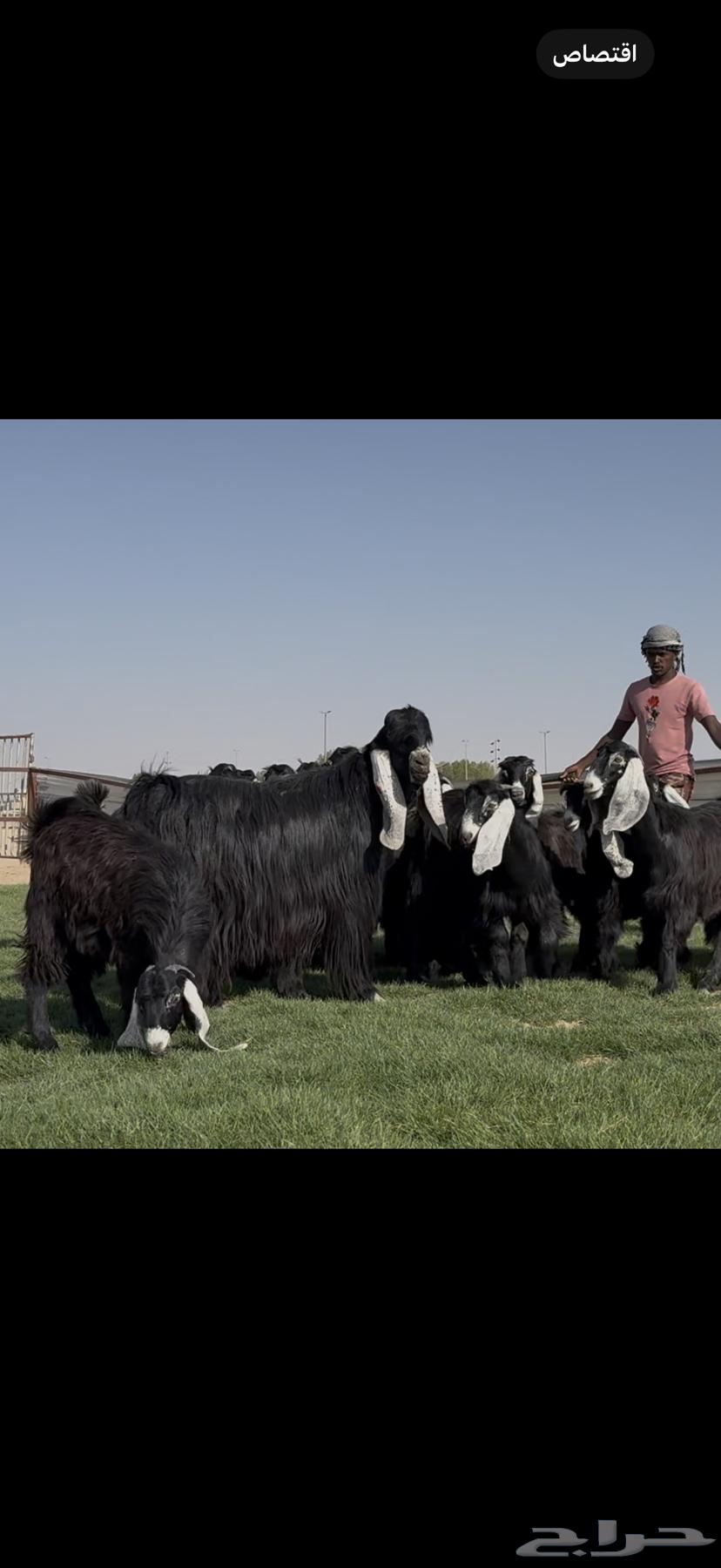 جذعات عوارض فااخره مميزه بالجروم الطيبه64417644921347114