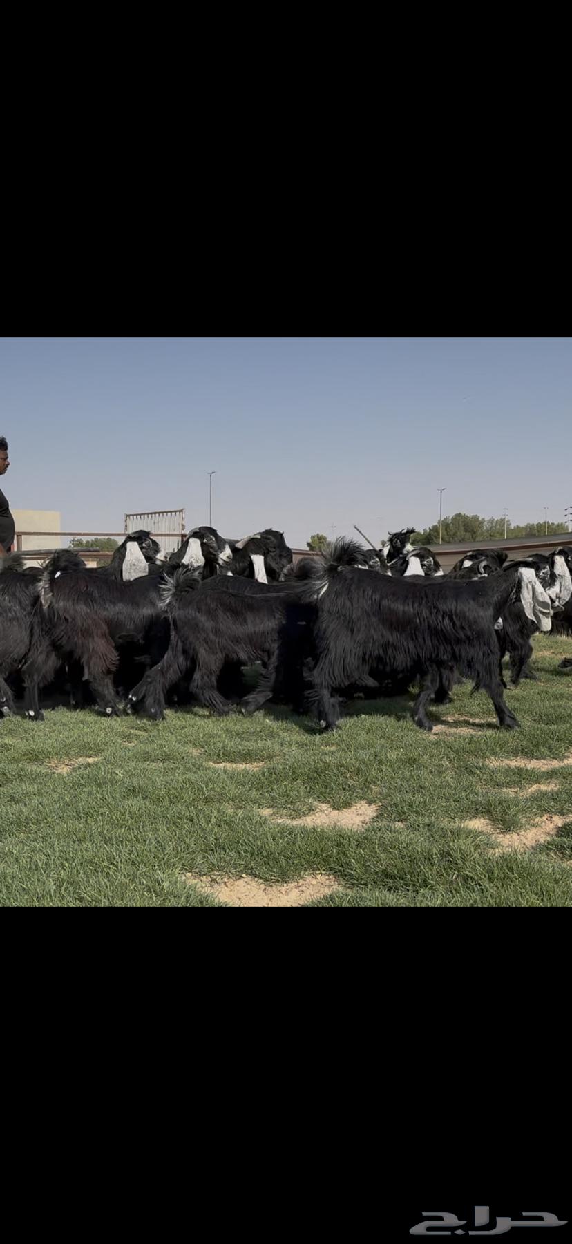 جذعات عوارض فااخره مميزه بالجروم الطيبه64417644921347112