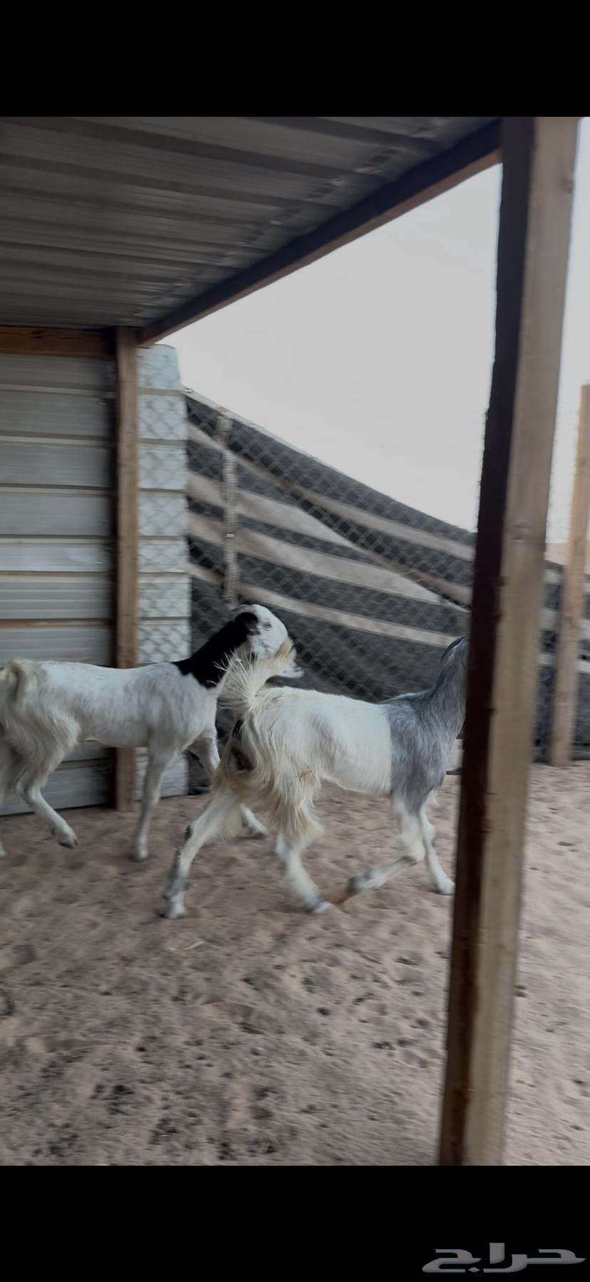 جفرات للبيع مع الصلخ والتوصيل64417346257795111