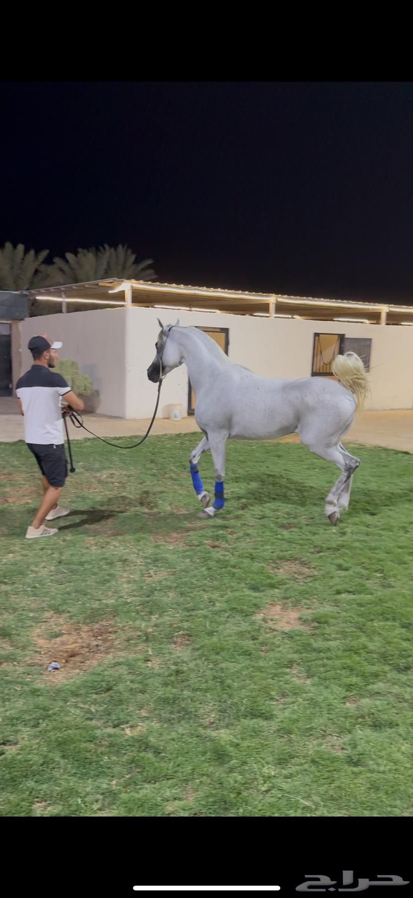 حصان ولد الاكساندر64416901866369111