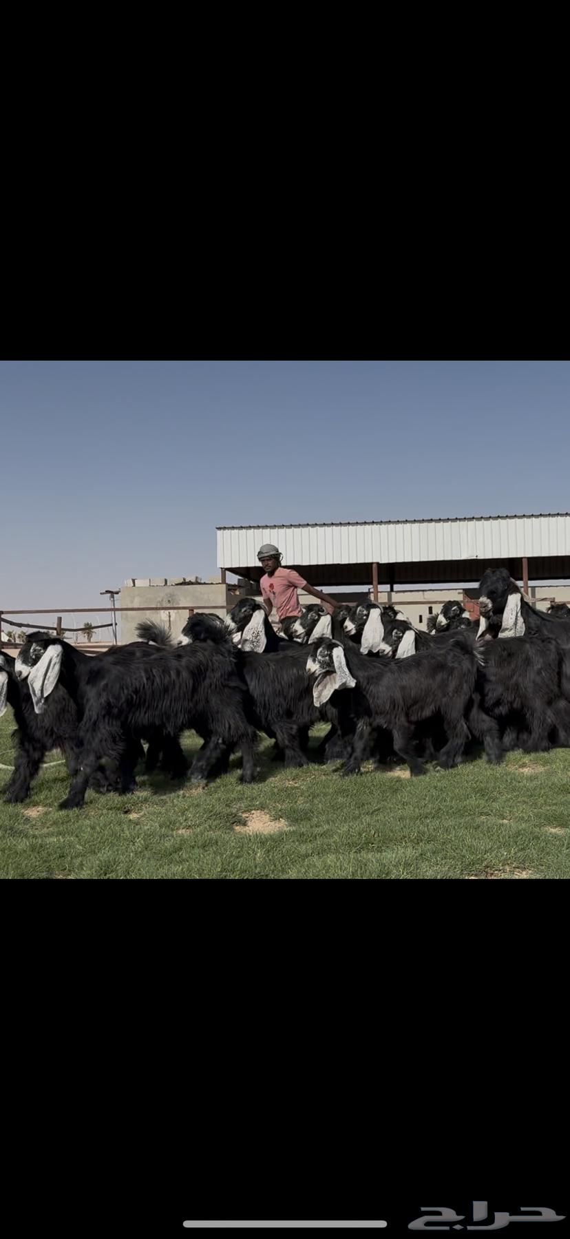 جذعات عوارض فااخره مميزه بالجروم الطيبه64417644921347111