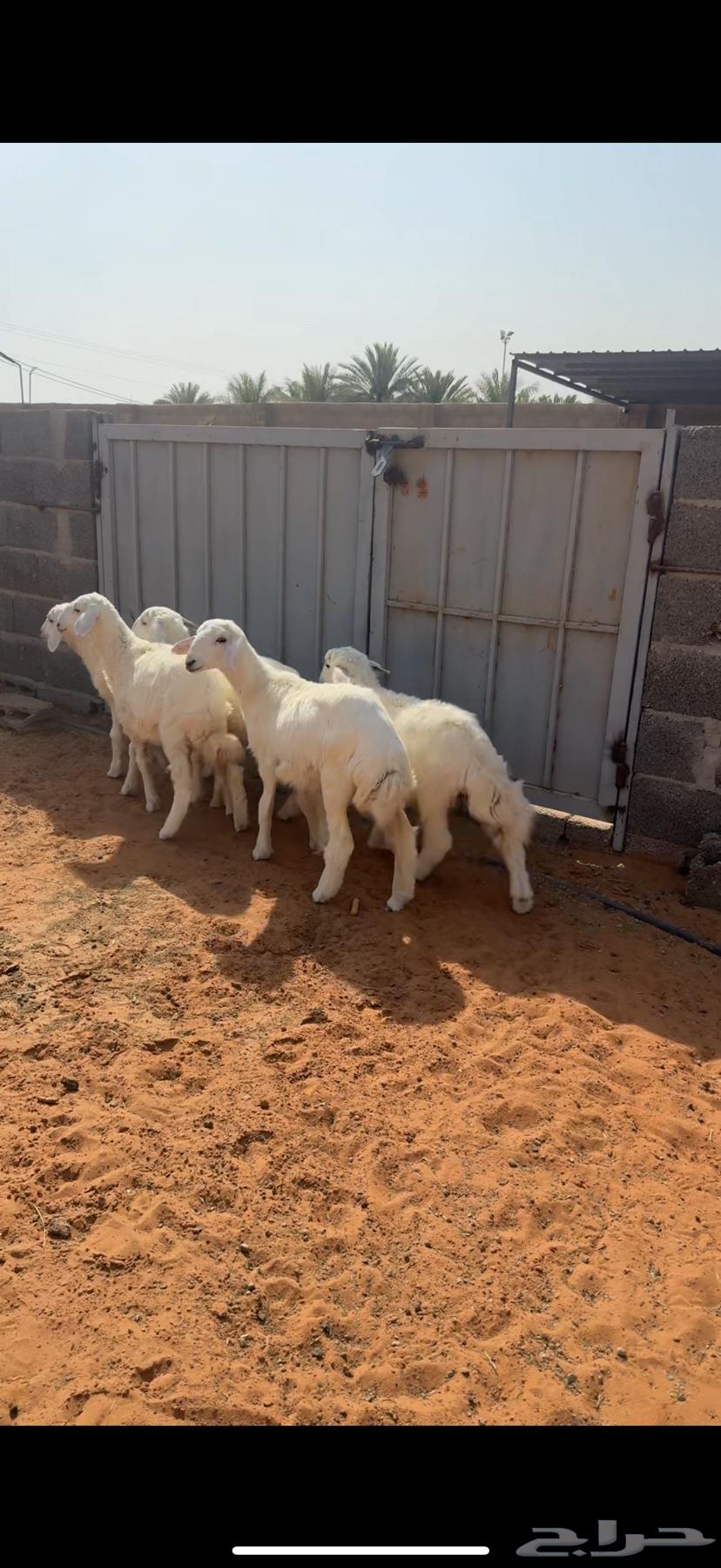 للبيع غنم حرية64415518531329113