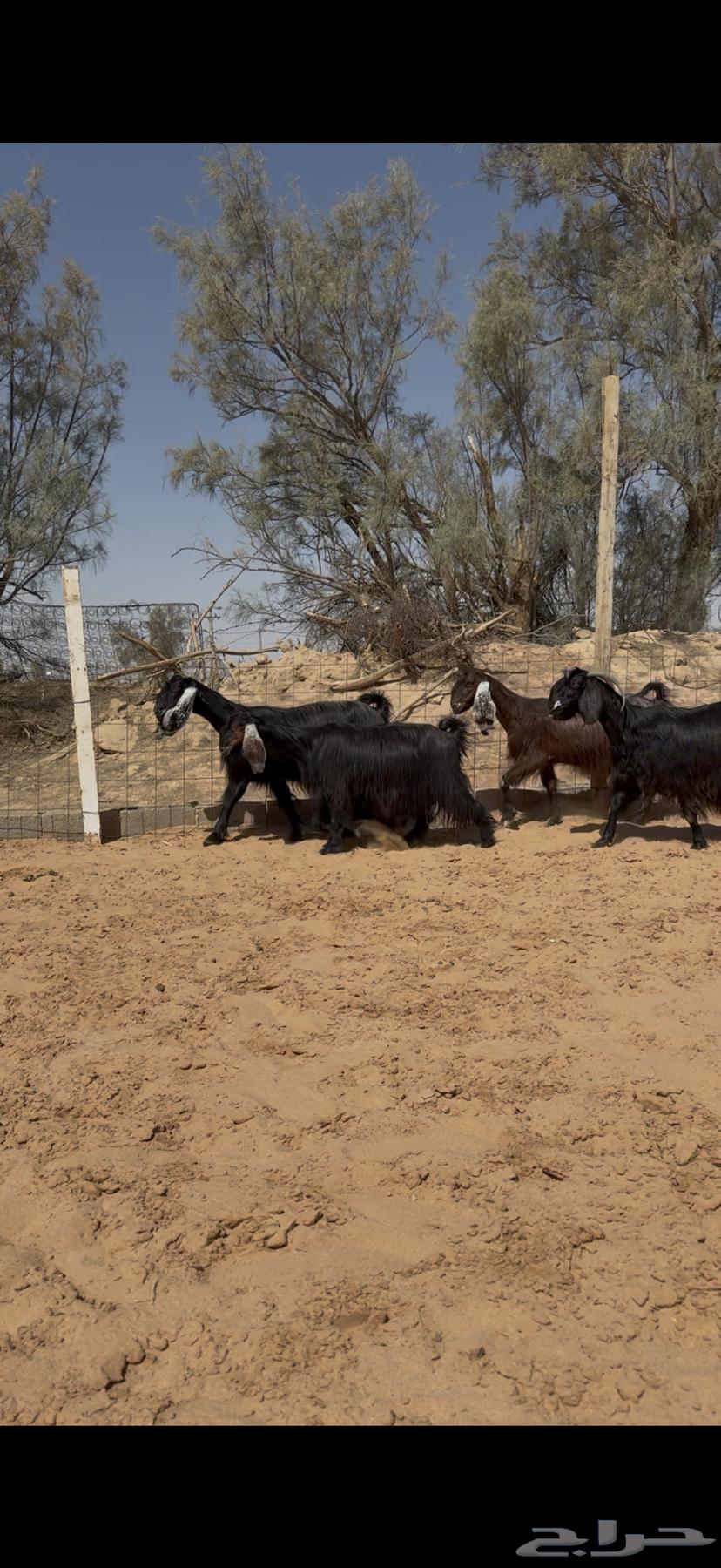 نادرة ماعز مصري دفيع ووصول64414980703105110