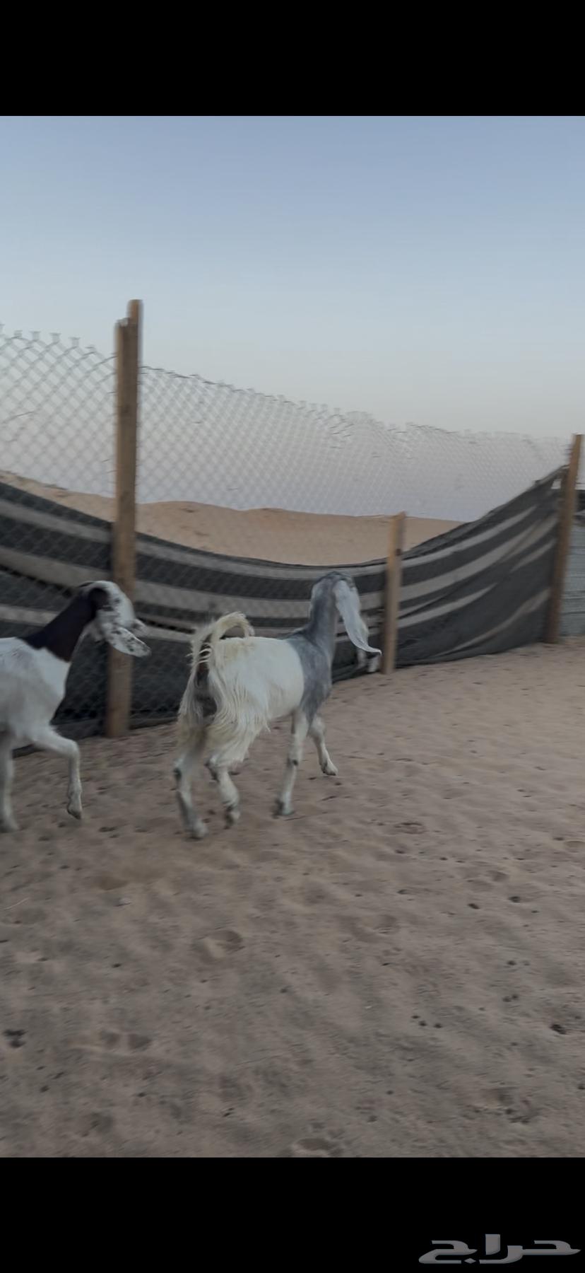 جفرات للبيع مع الصلخ والتوصيل64417346257795112