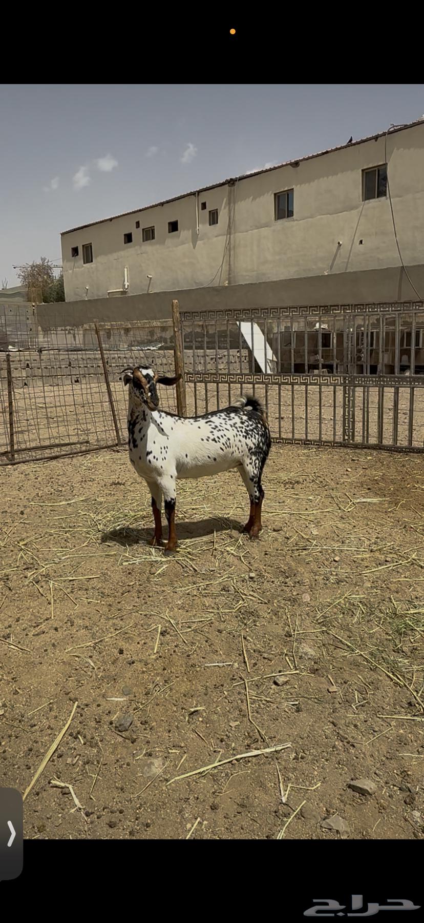 ماعز بيشي صنف64412655267842111