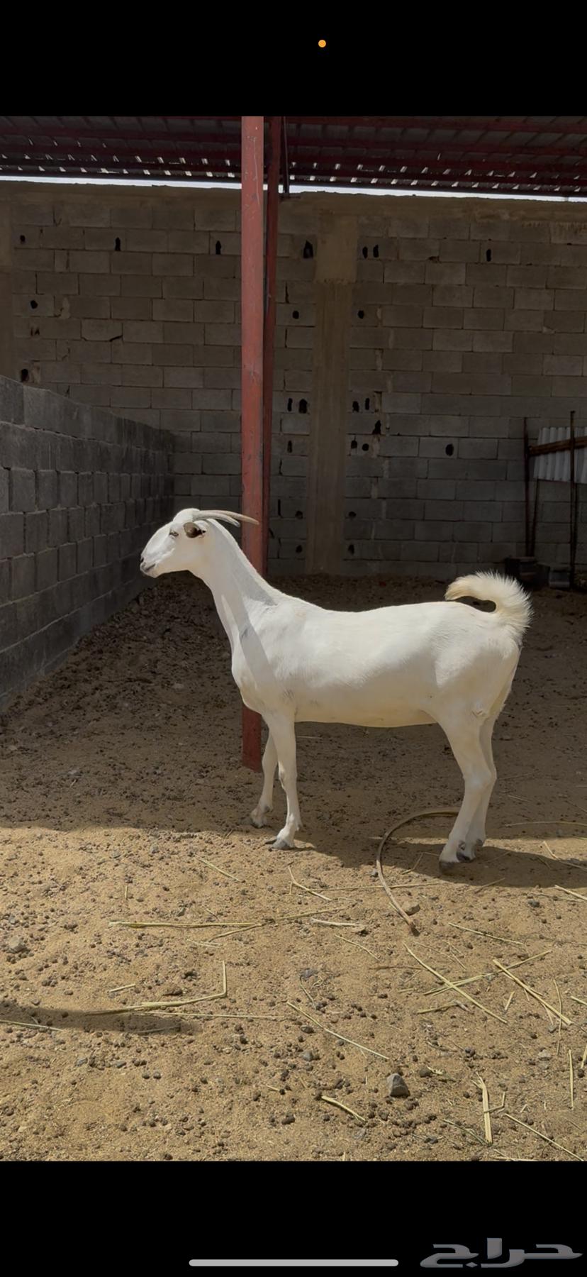 ماعز بيشي صنف64412655267842114