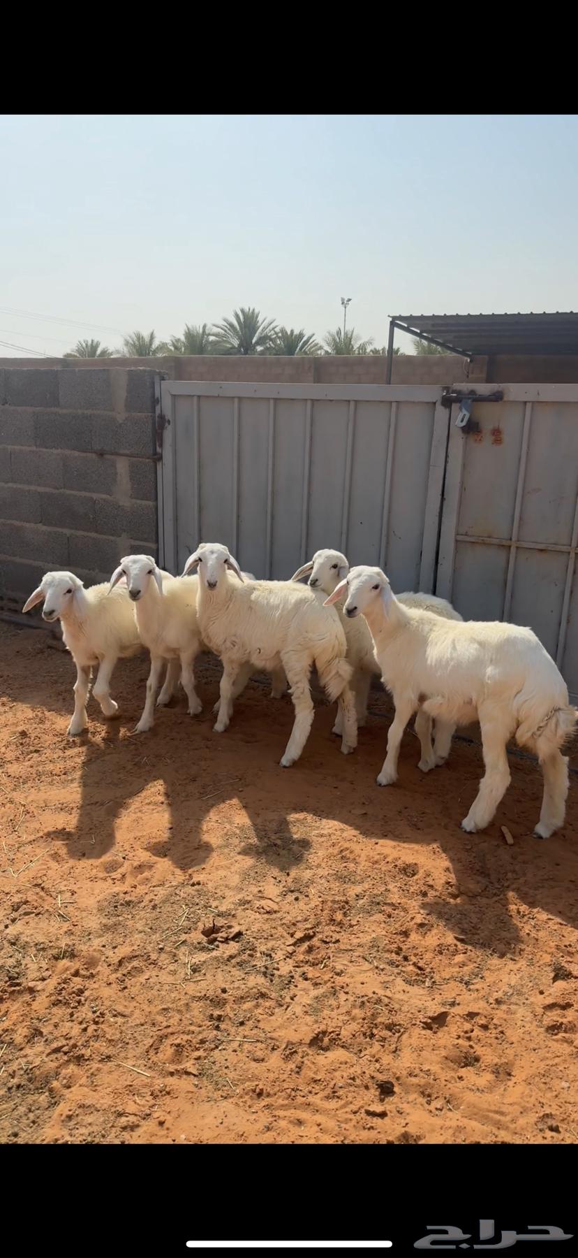 للبيع غنم حرية64415518531329111