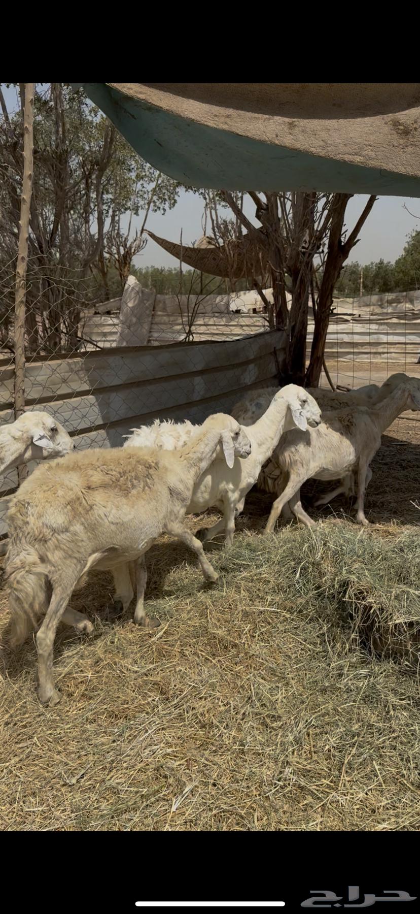 5 healthy free-range sheep at a good price for 680, cash paid (( Sold ))64413423008897112