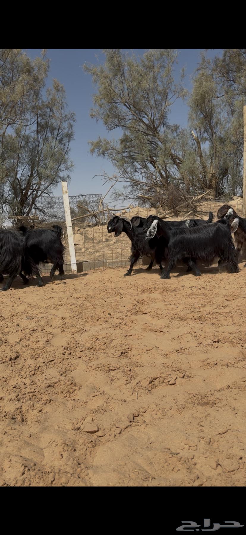 نادرة ماعز مصري دفيع ووصول64414980703105112