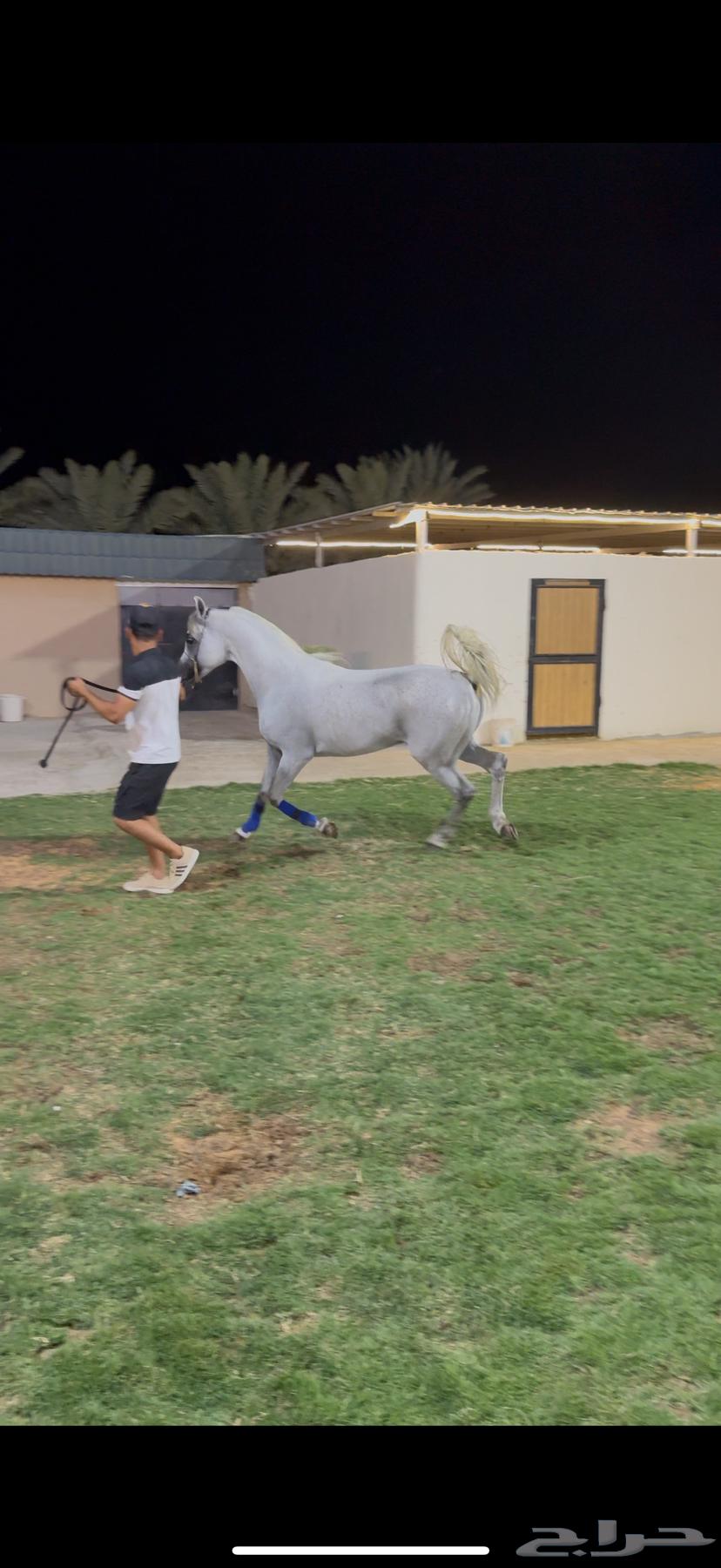 حصان ولد الاكساندر64416901866369110