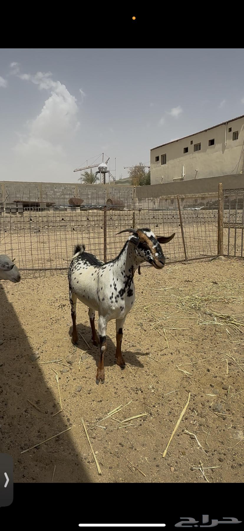 ماعز بيشي صنف64412655267842110