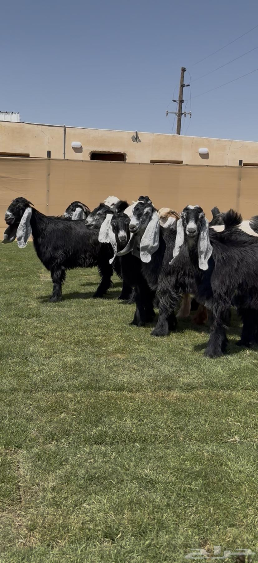 جذعات عوارض خصم من مراح معروف64414210562434110