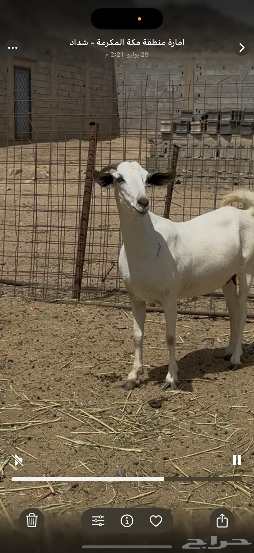 ماعز بيشي صنف64412655267842113