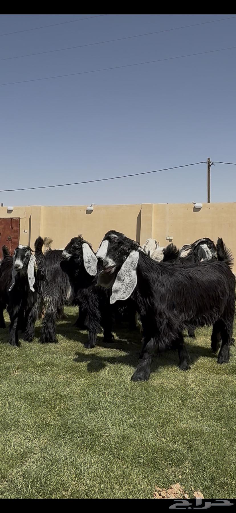 جذعات عوارض خصم من مراح معروف64414210562434112