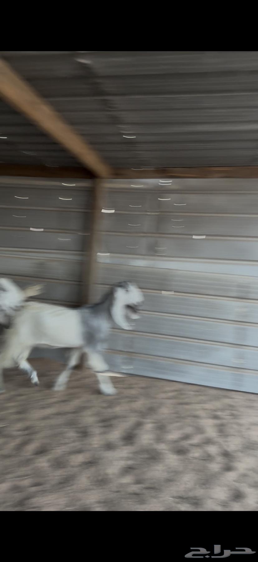 جفرات للبيع مع الصلخ والتوصيل64417346257795110