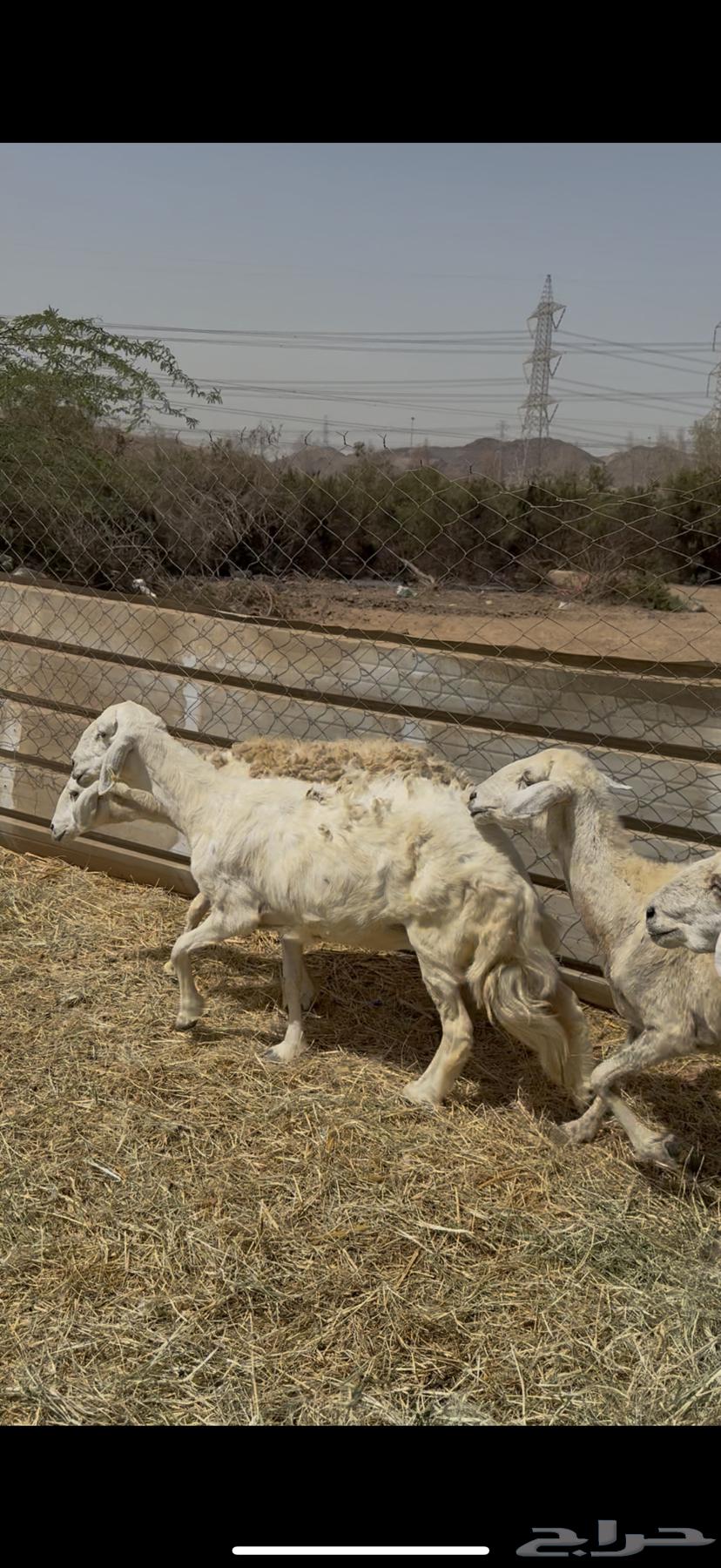 5 healthy free-range sheep at a good price for 680, cash paid (( Sold ))64413423008897114