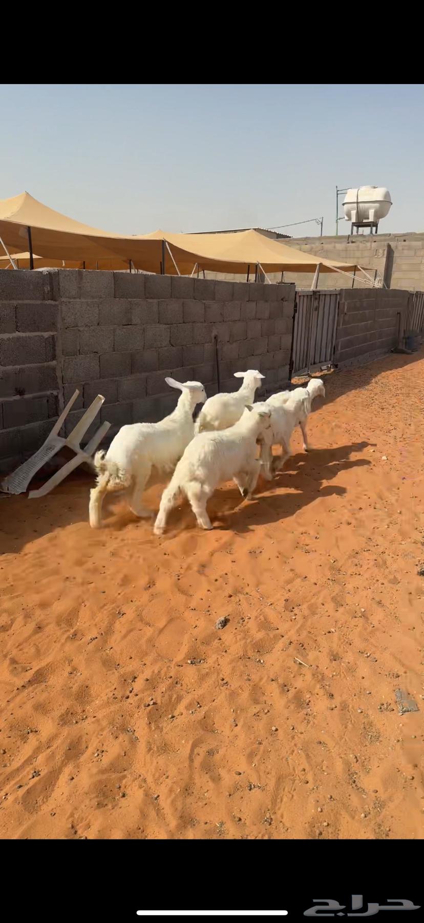 للبيع غنم حرية64415518531329112