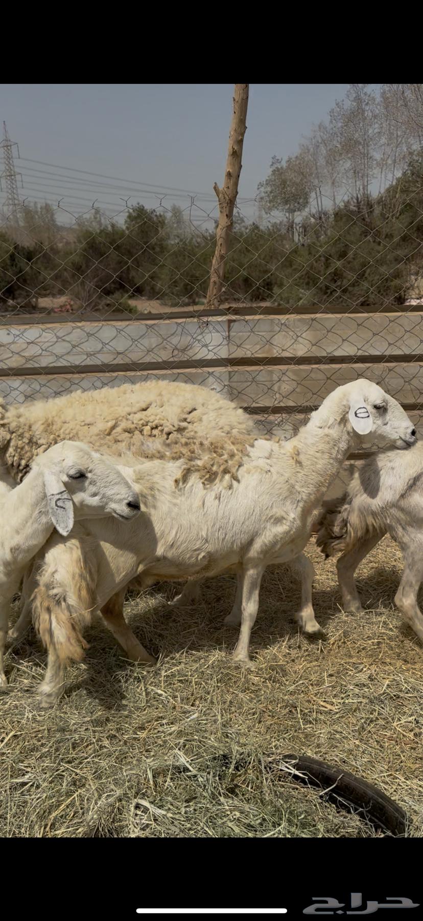 5 healthy free-range sheep at a good price for 680, cash paid (( Sold ))64413423008897111