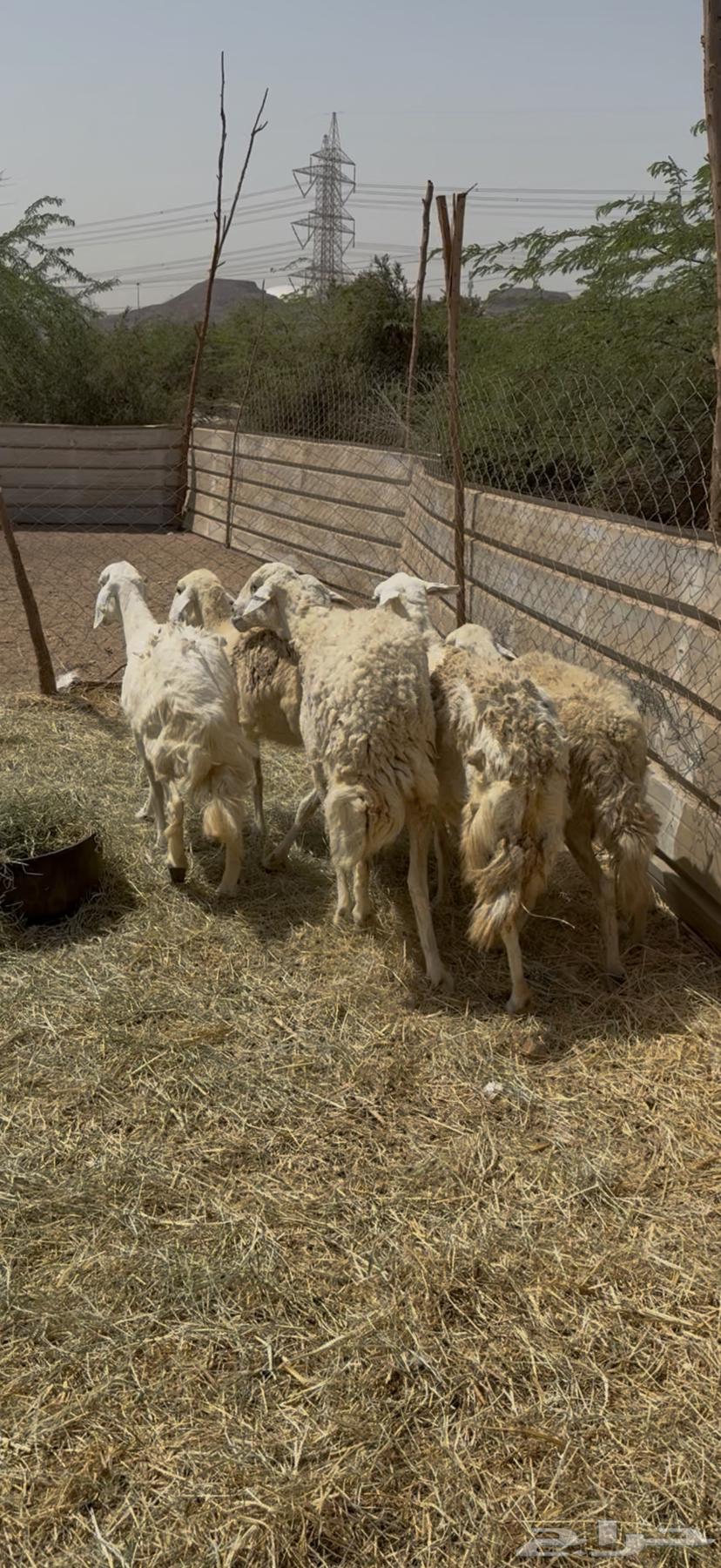 5 healthy free-range sheep at a good price for 680, cash paid (( Sold ))64413423008897113