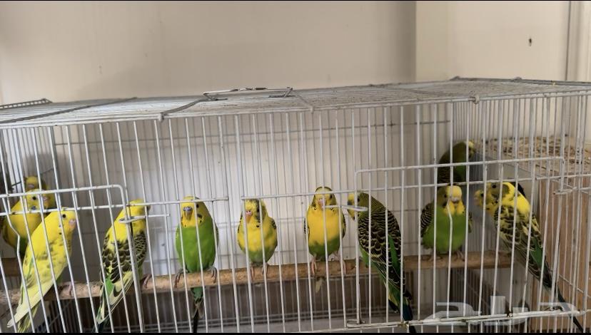 طيور الحب (بادجي ) صحتهم كويسه اثنين ب 15064417440904450110