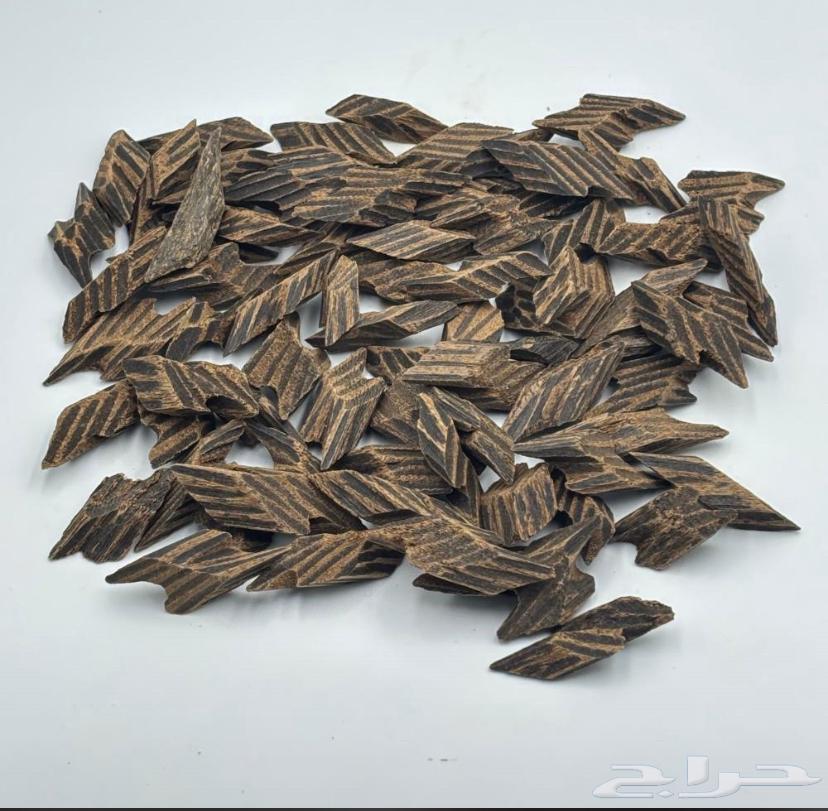 عود تايقر64415357342466110