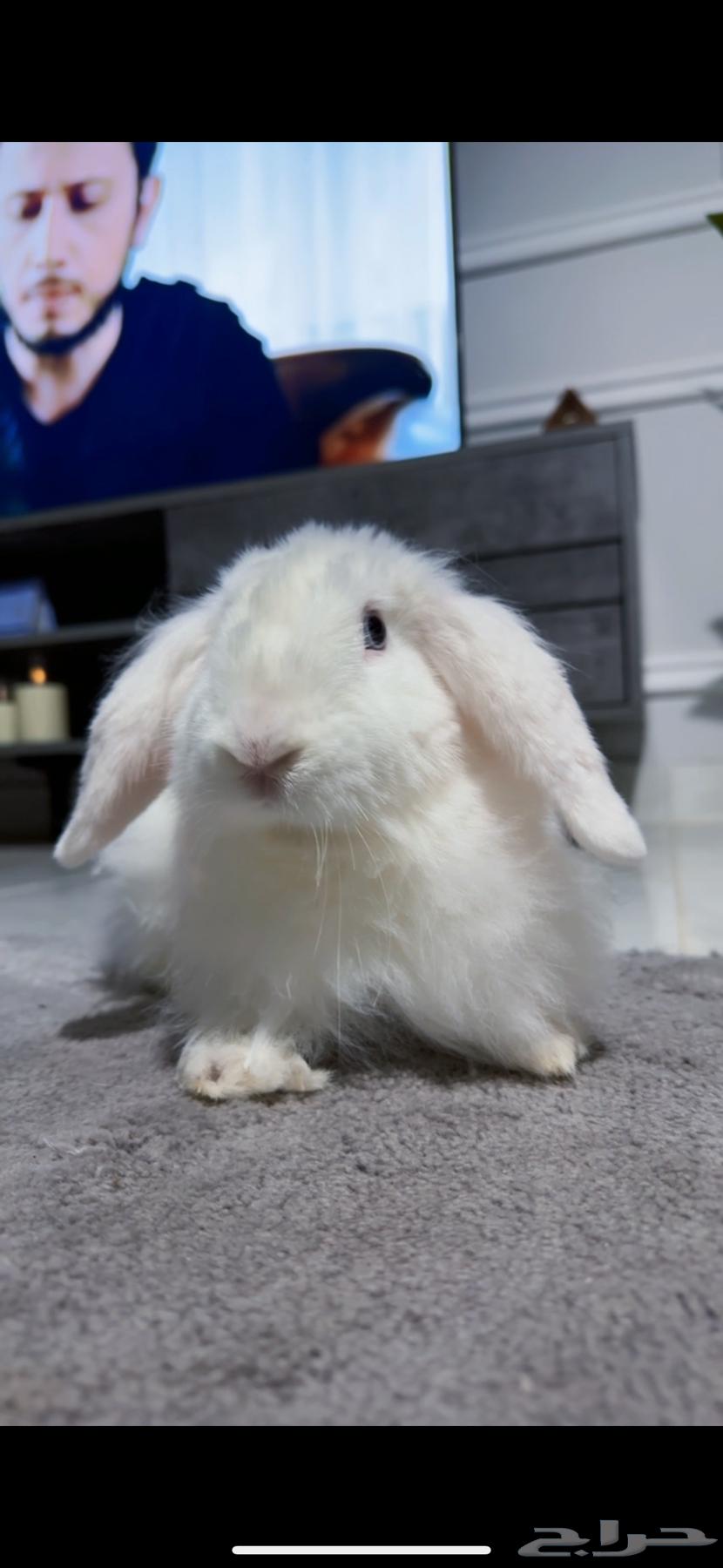 ارنب هولند لوب64413838146691111