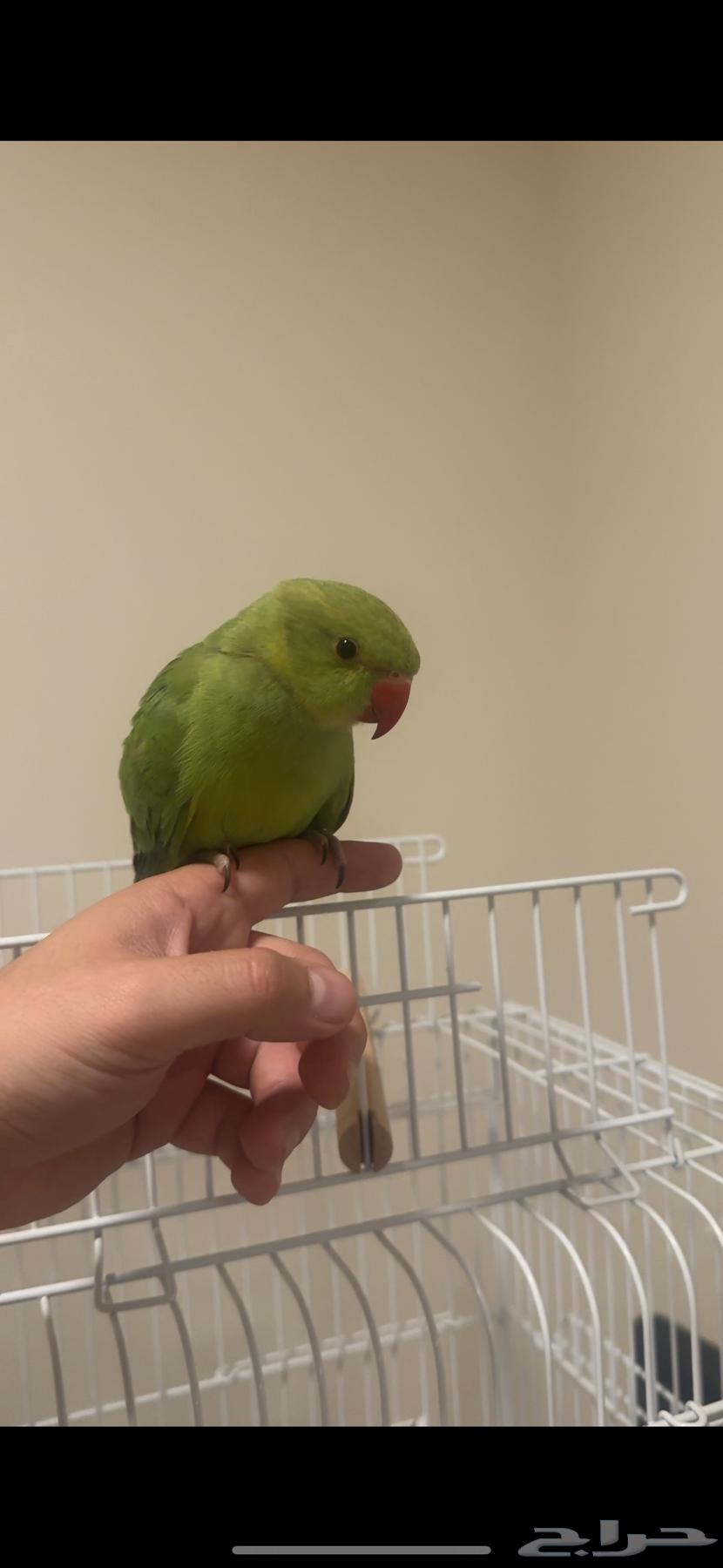 الملز - الرياض64418539747843113