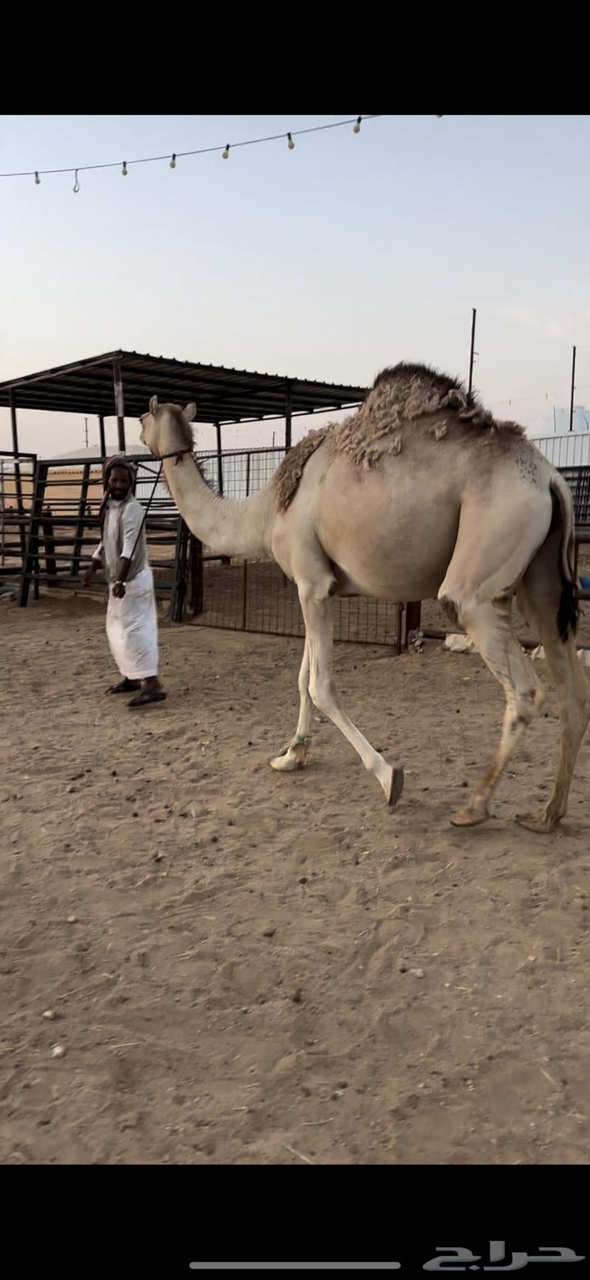 Stem vaccine controlled by halter64418254839938111