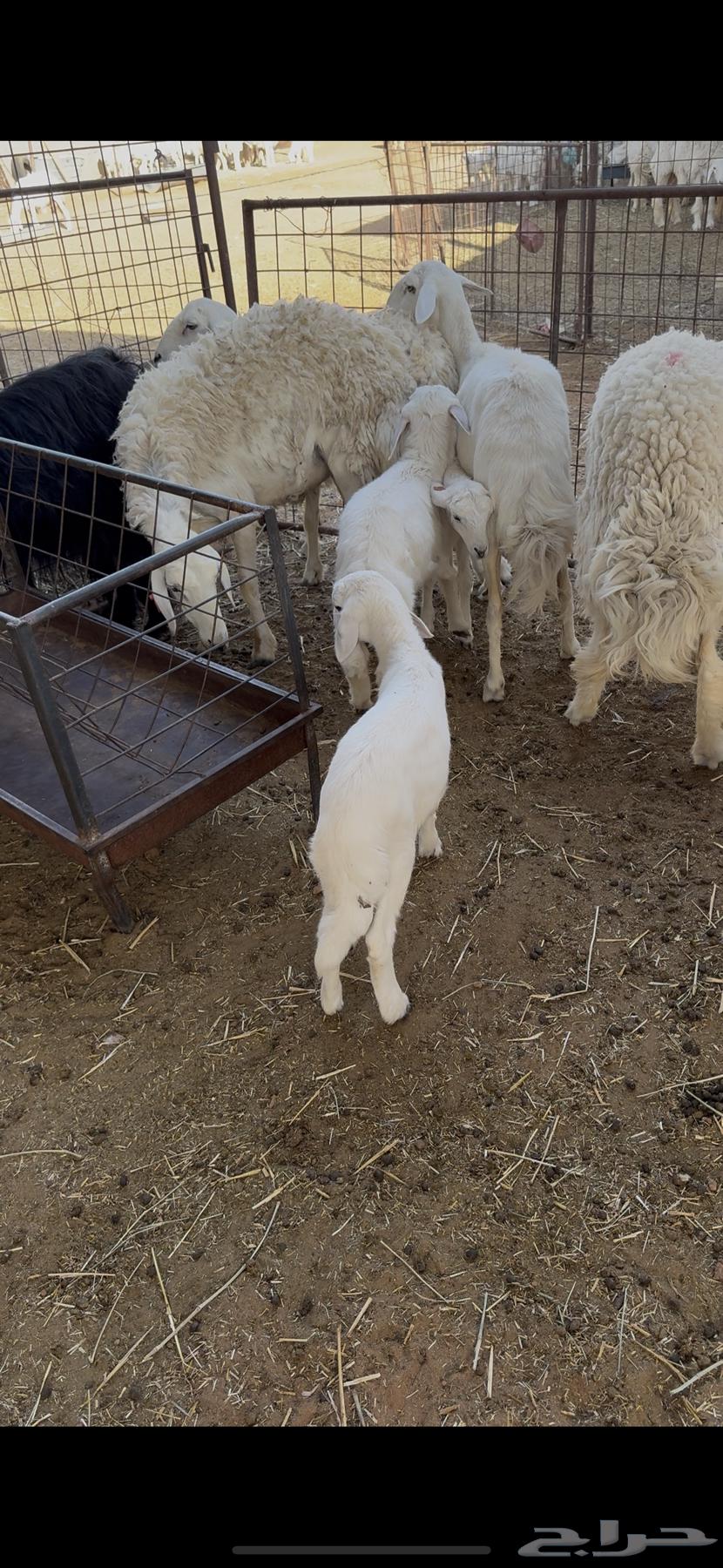 دواغير خرفان جادلات للبيع64414037269762110