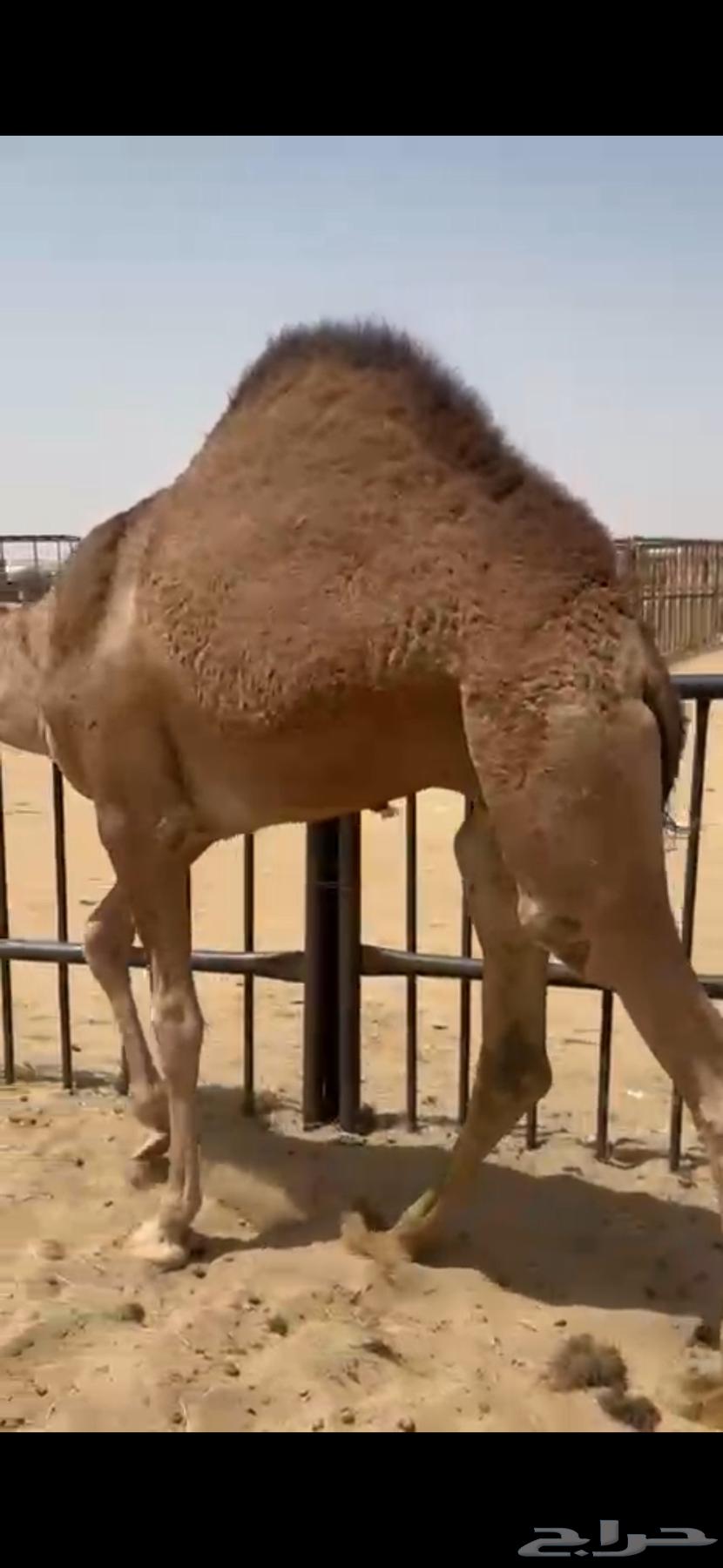 قعود للبيع كفو فل الفل التواصل اتصال64414197483650110