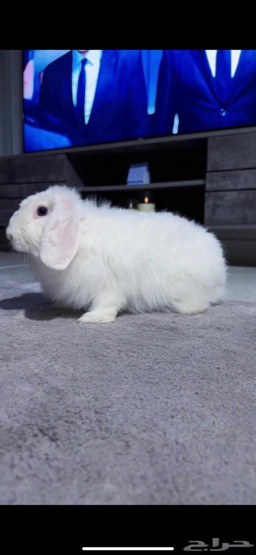 ارنب هولند لوب64413838146691112