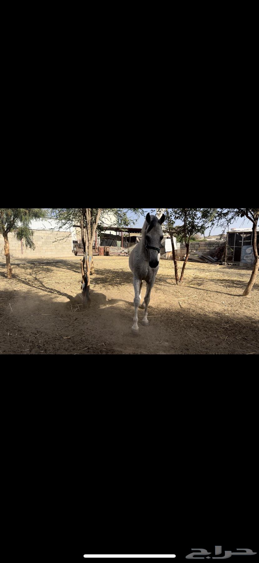 حصان شعبي للبيع64415652948226114