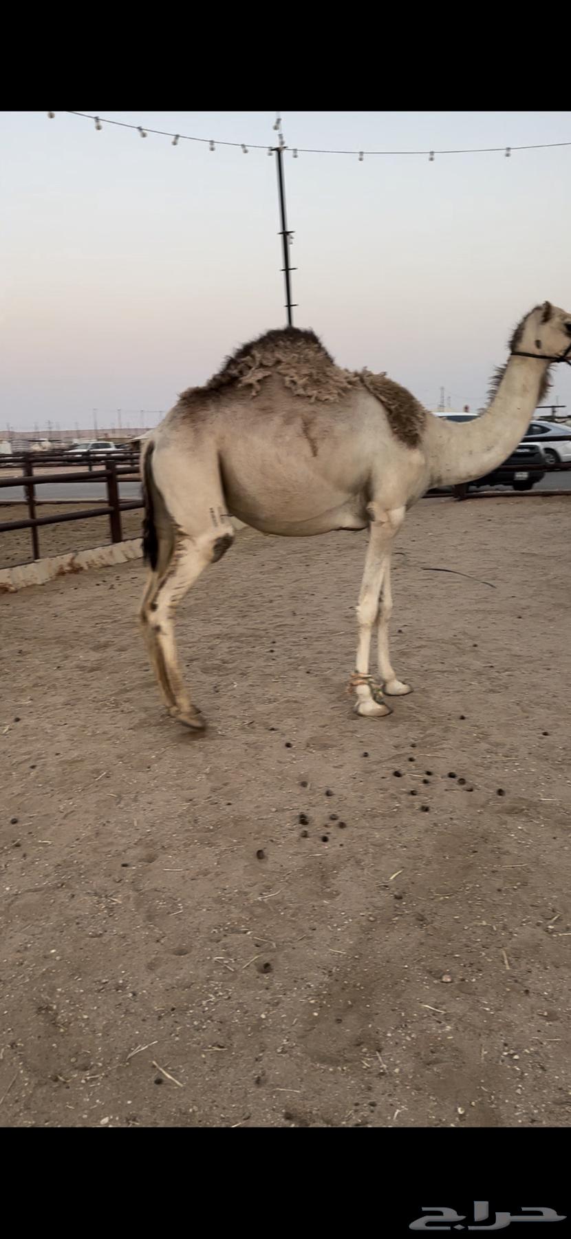 Stem vaccine controlled by halter64418254839938112