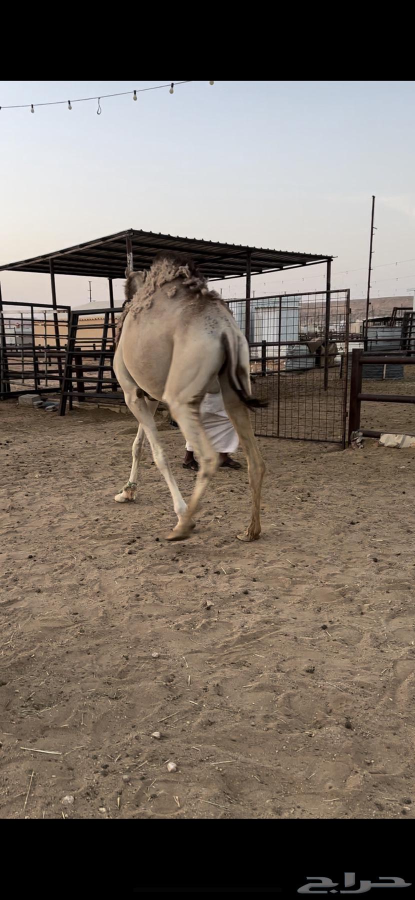 Stem vaccine controlled by halter64418254839938113