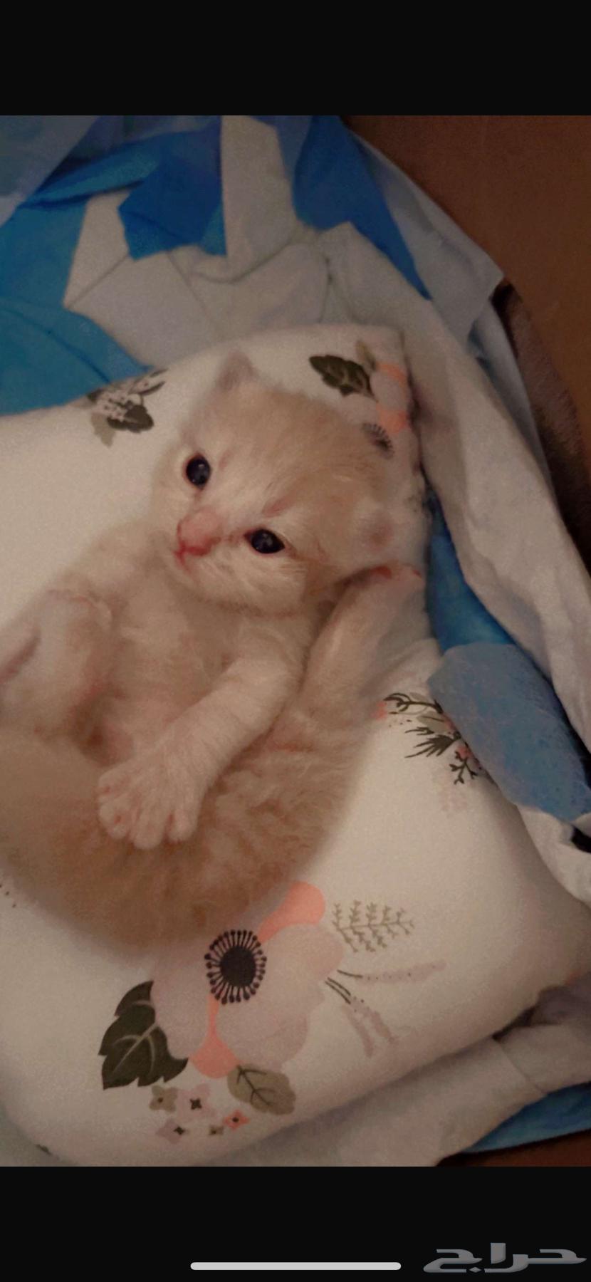 قطط للبيع64412775590531110