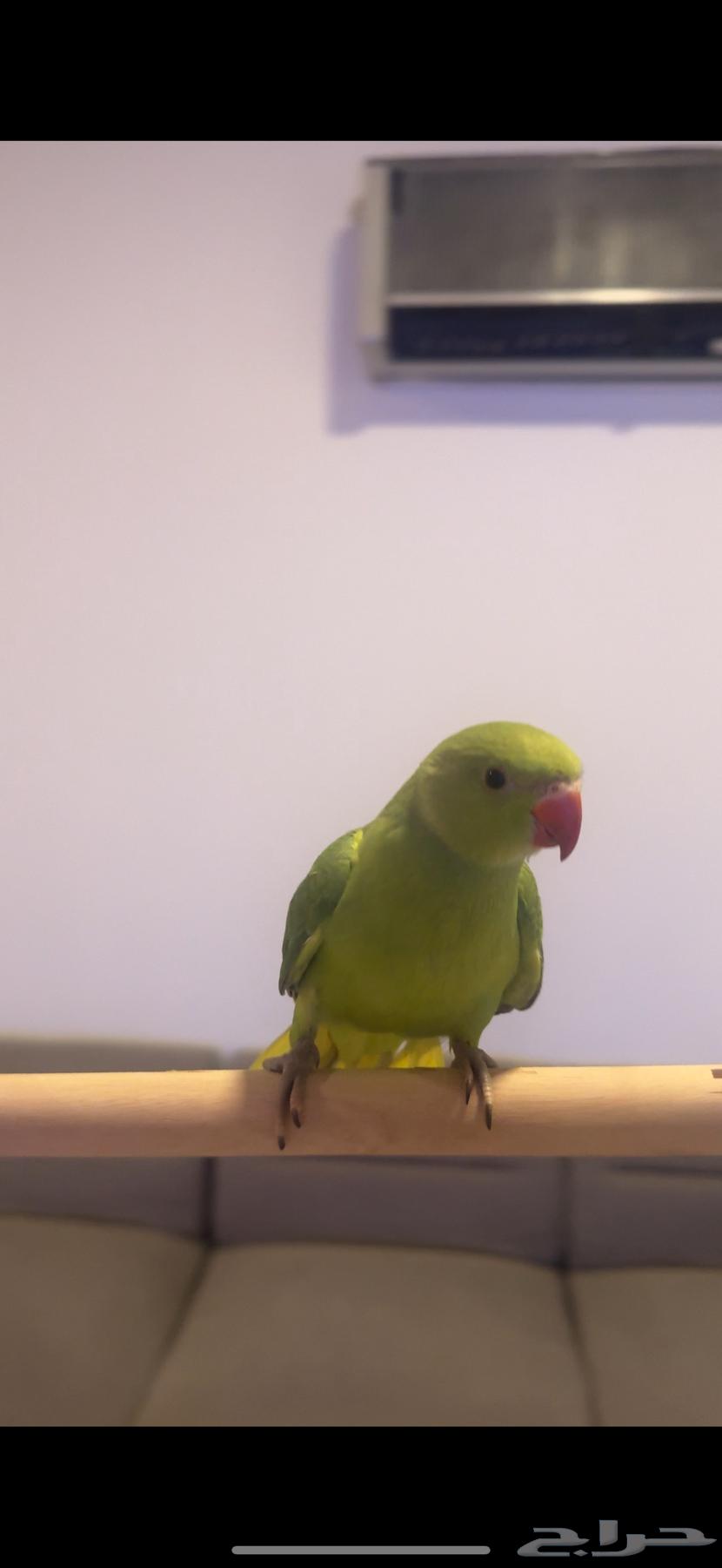 الملز - الرياض64418539747843114