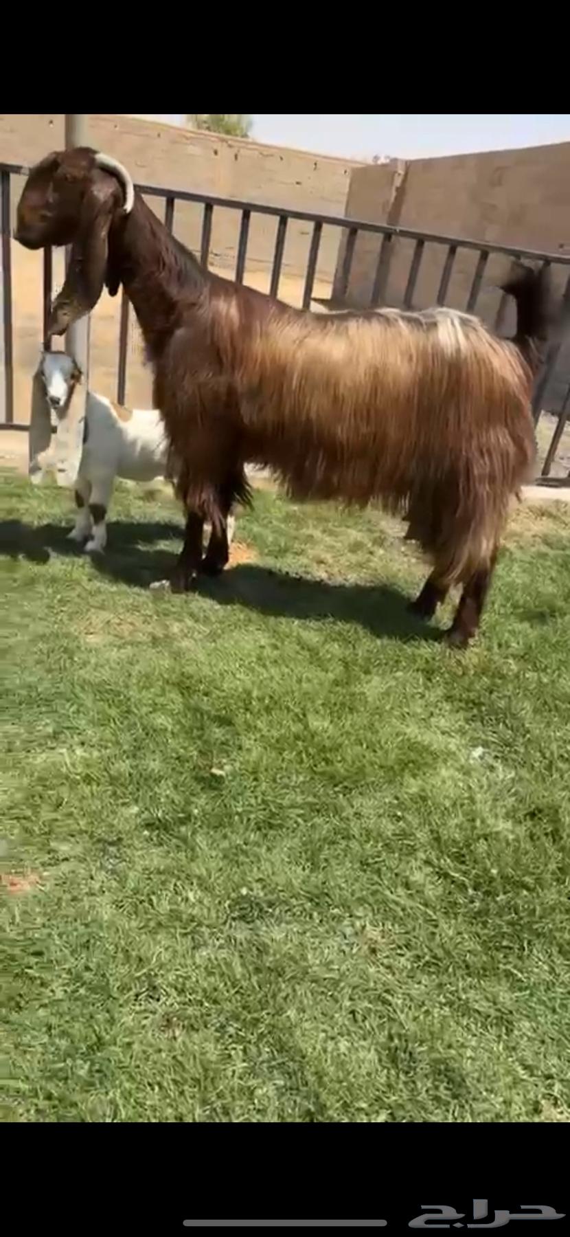 للبيع عنز والد قبرصيه خصمم64413313703299110