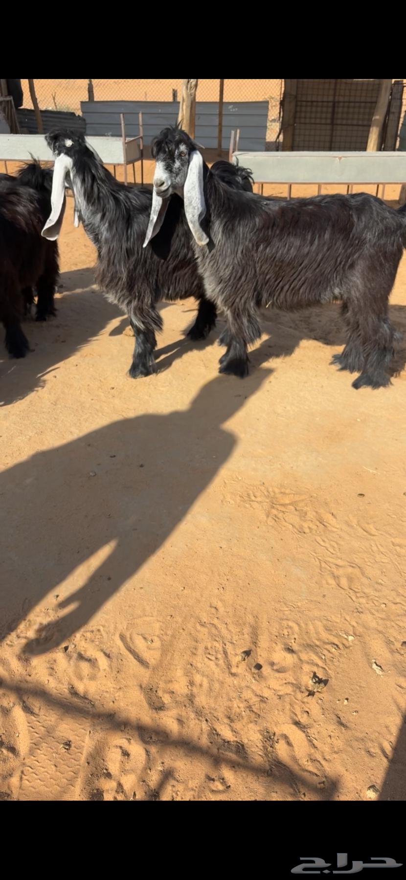 تم البيع64413719389187110